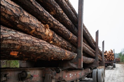 Lumber sitting on trucks