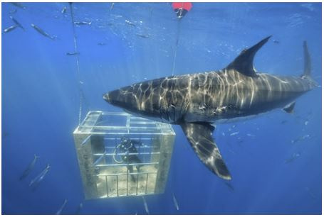 Shark swimming around a cage constructed of LP Legacy sub-flooring